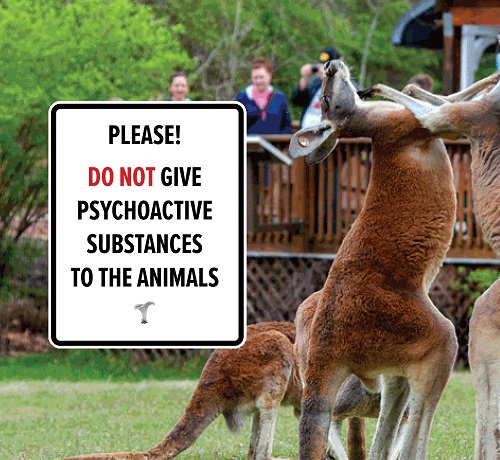 Kangaroos fighting sign please do not give psychoactive substances to the animals