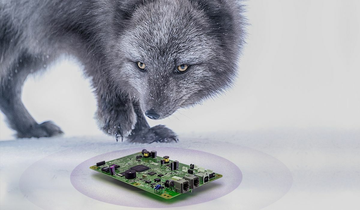 Wolf sniffing motherboard